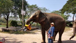 photo of elephant swinging young boy with its trunk - during family cruise shore excursion