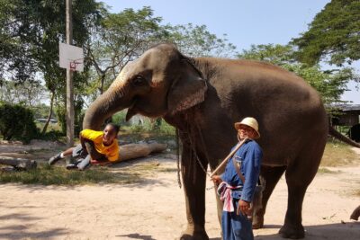 photo of elephant swinging young boy with its trunk - during family cruise shore excursion