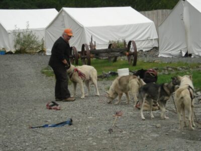 Alaska Cruise Excursions | summer dog sled camp