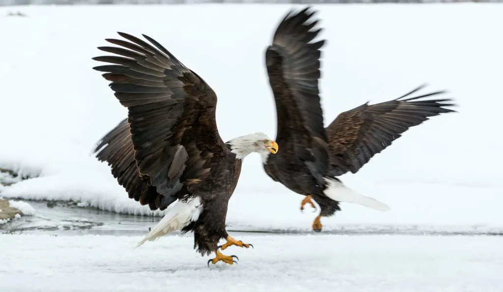 Best Alaska Cruise | Photo of two bald eagles landing on icy snow.