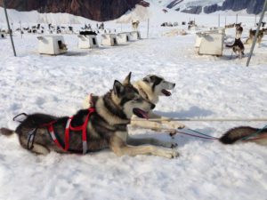 Alaska Cruise Excursions | dog sled camp at Mendenhall Glacier