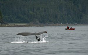 Alaska Cruise Excursions | whale watching