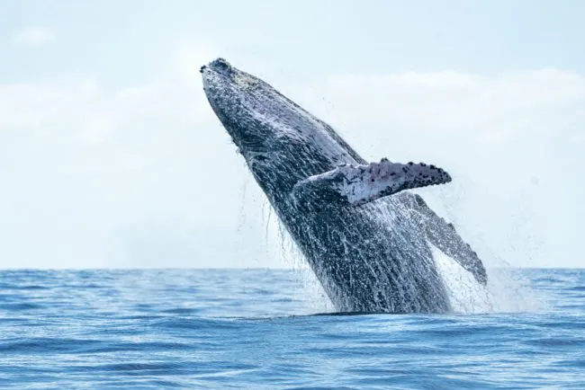 Best time to cruise Mexican Riviera | photohumpback whale breaching in Cabo San Lucas.