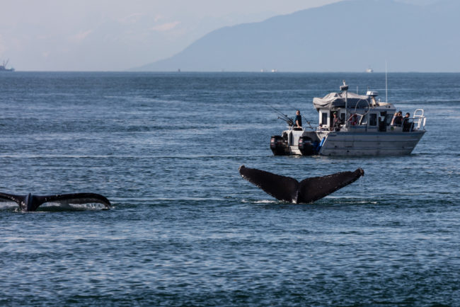 Best Time To Cruise Alaska To See Whales | photo of fishing boat near two diving whales