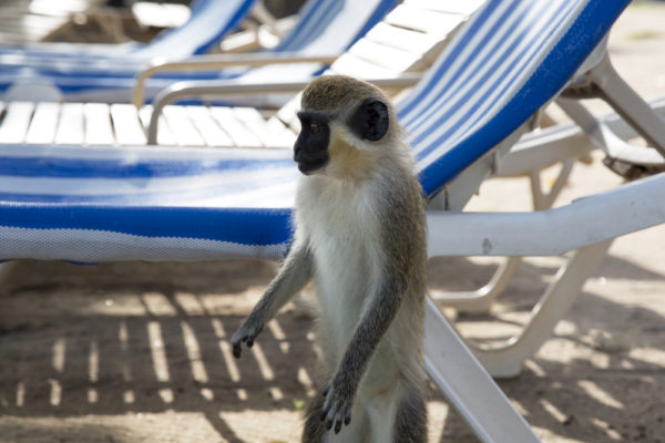 What To Do In St Kitts On A Cruise | photo of velvet monkey walking among beach chairs