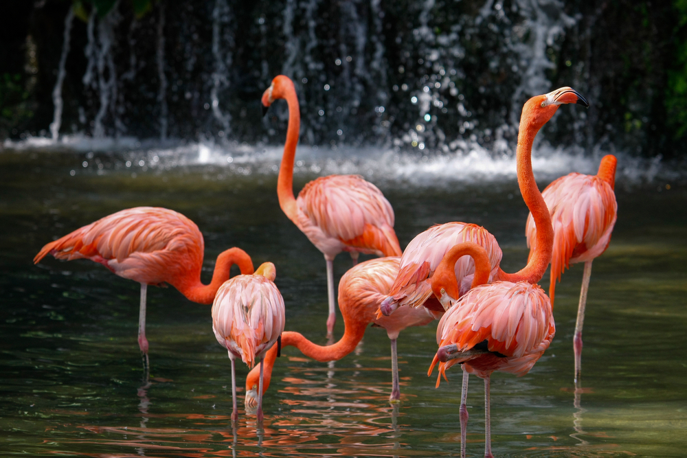 Things to Do in Nasssau Bahamas for Families | photo of flock of Caribbean flamingos