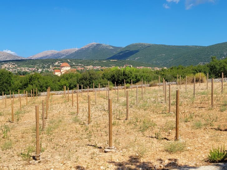 A vineyard in its early stages of growth in rural Greece, with wooden stakes marking the rows. In the background, a traditional Greek church is nestled among green trees, with rolling mountains and wind turbines. 