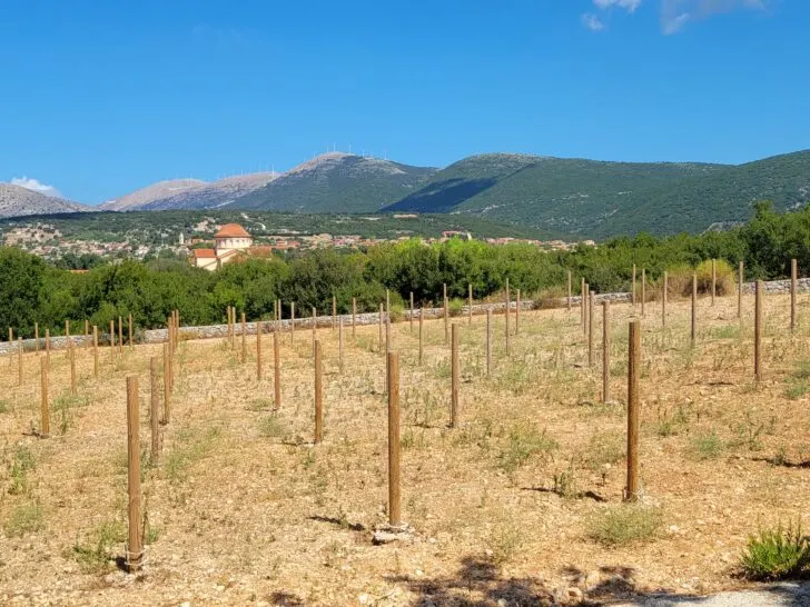 A vineyard in its early stages of growth in rural Greece, with wooden stakes marking the rows. In the background, a traditional Greek church is nestled among green trees, with rolling mountains and wind turbines. 