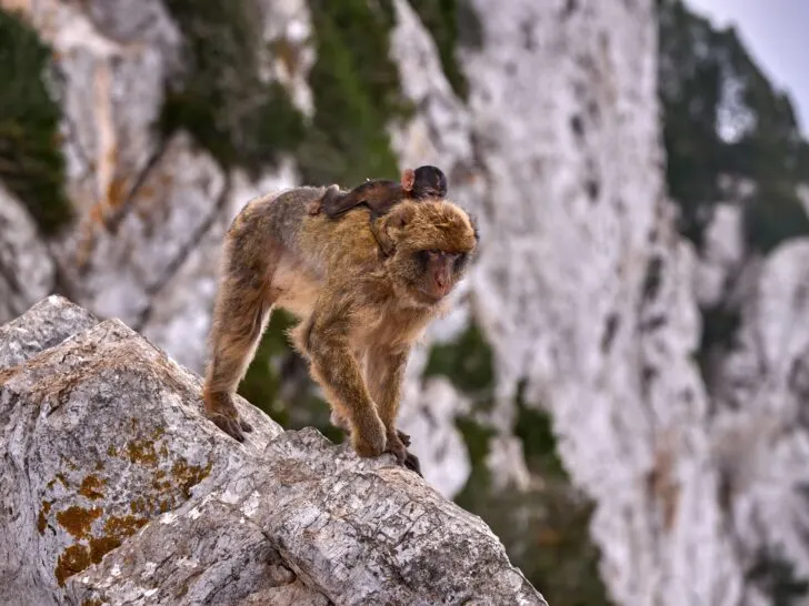 A Barbary macaque with a baby on its back navigating the rocky terrain of the Rock of Gibraltar, surrounded by natural limestone cliffs.