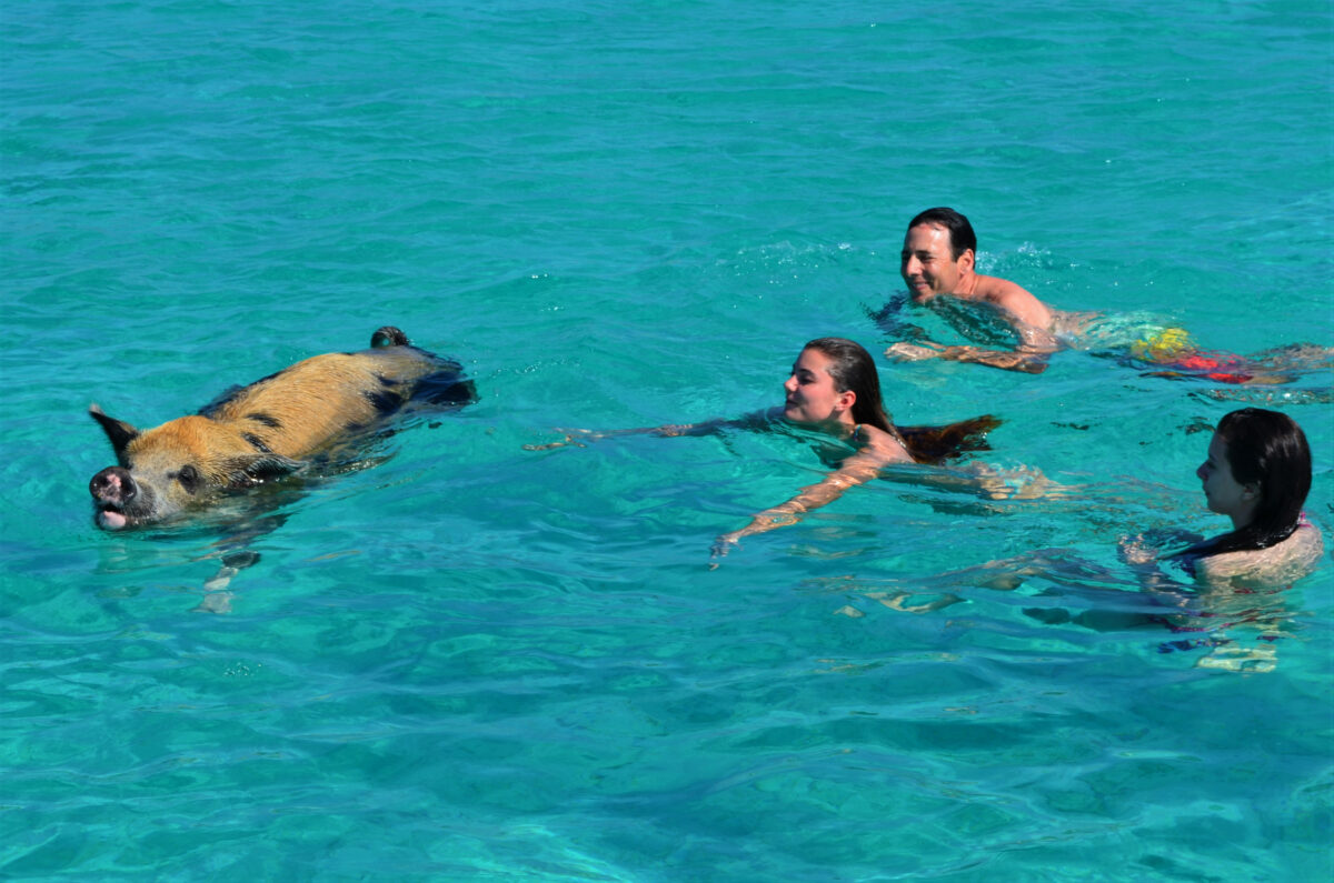 A group of three people swims in clear turquoise waters alongside a brown and black-spotted pig in the Bahamas.