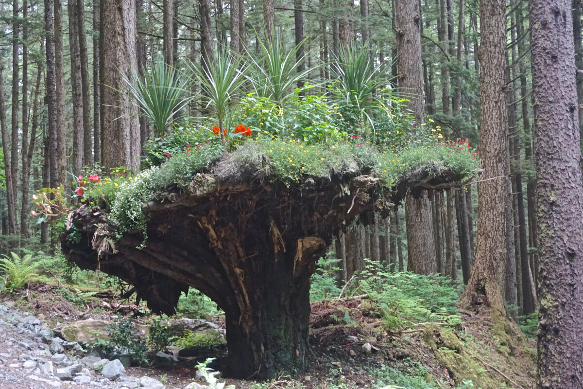 The famous “Troll Tree” in Tongass National Forest, with plants growing from an overturned stump, showcasing the magic of Alaska’s wilderness. 