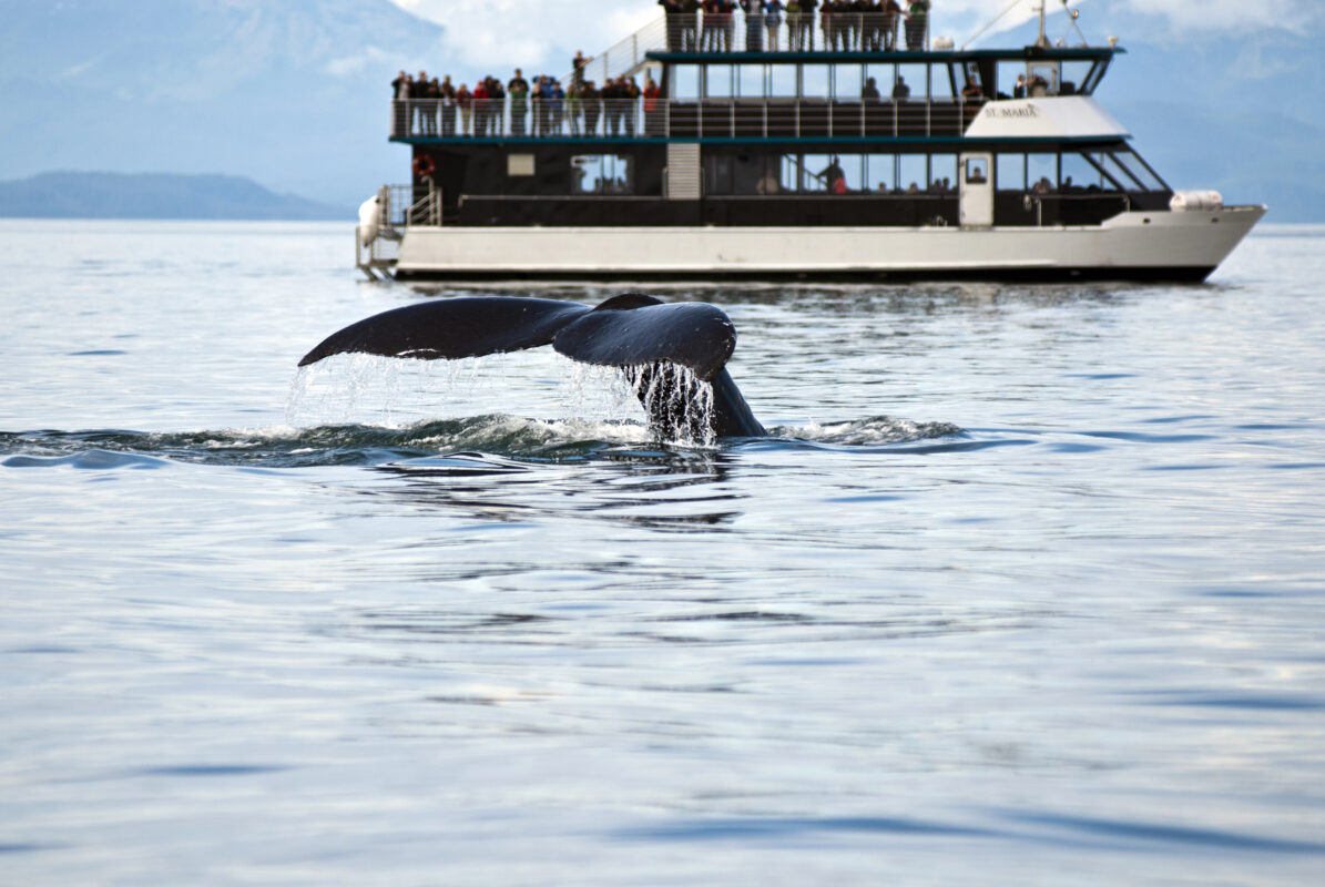 A humpback whale’s tail emerges from the water near a tour boat, showcasing one of the top family activities in Juneau—a thrilling whale-watching excursion.