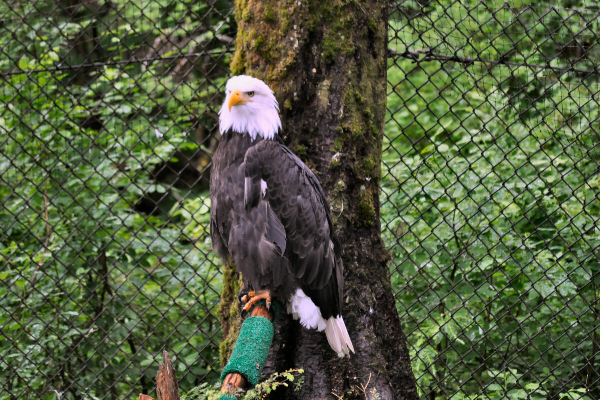 A majestic bald eagle with striking white feathers and sharp eyes rests on a perch inside a protected wildlife facility in Alaska.