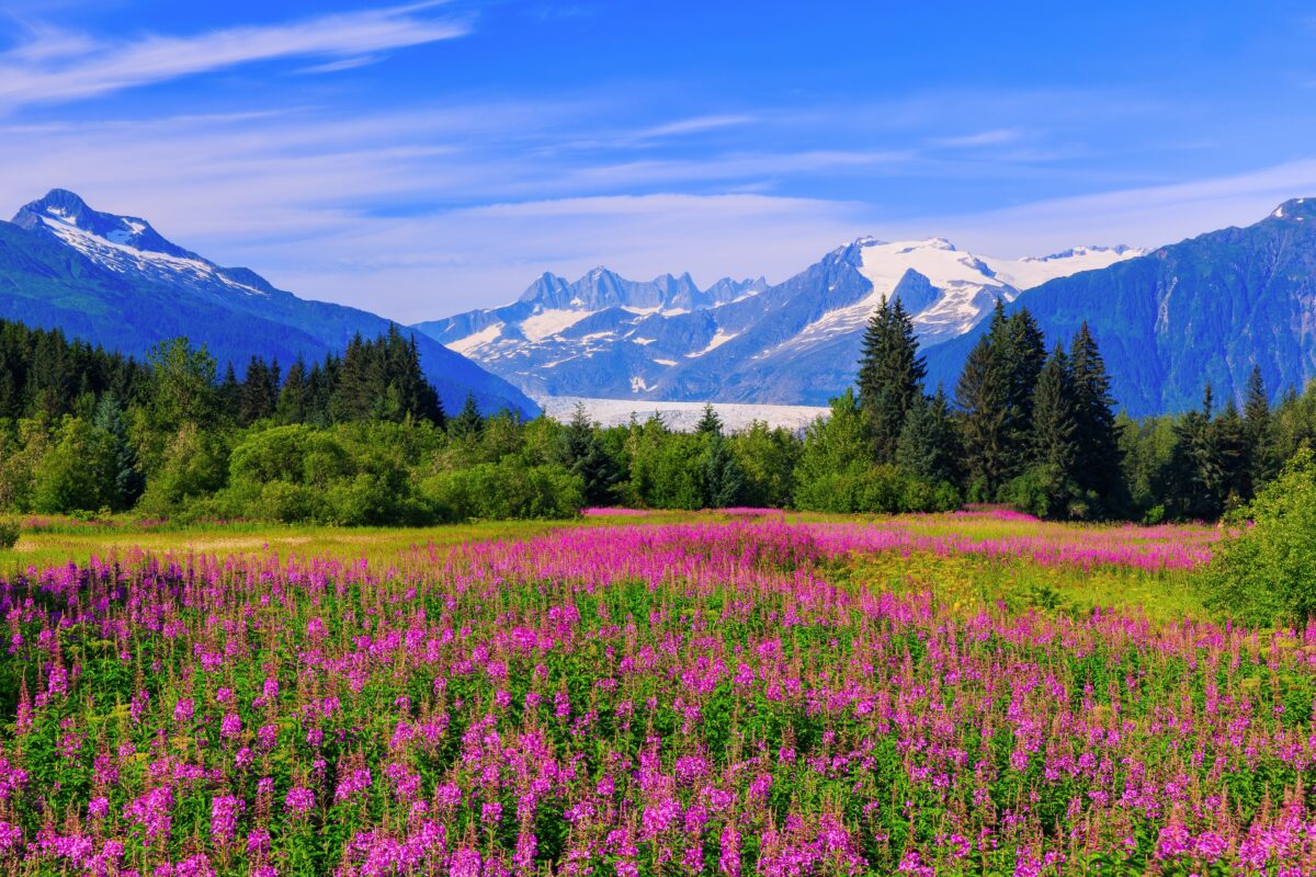 Fields of fireweed in full bloom leading toward Mendenhall Glacier, a stunning backdrop for hiking and sightseeing.