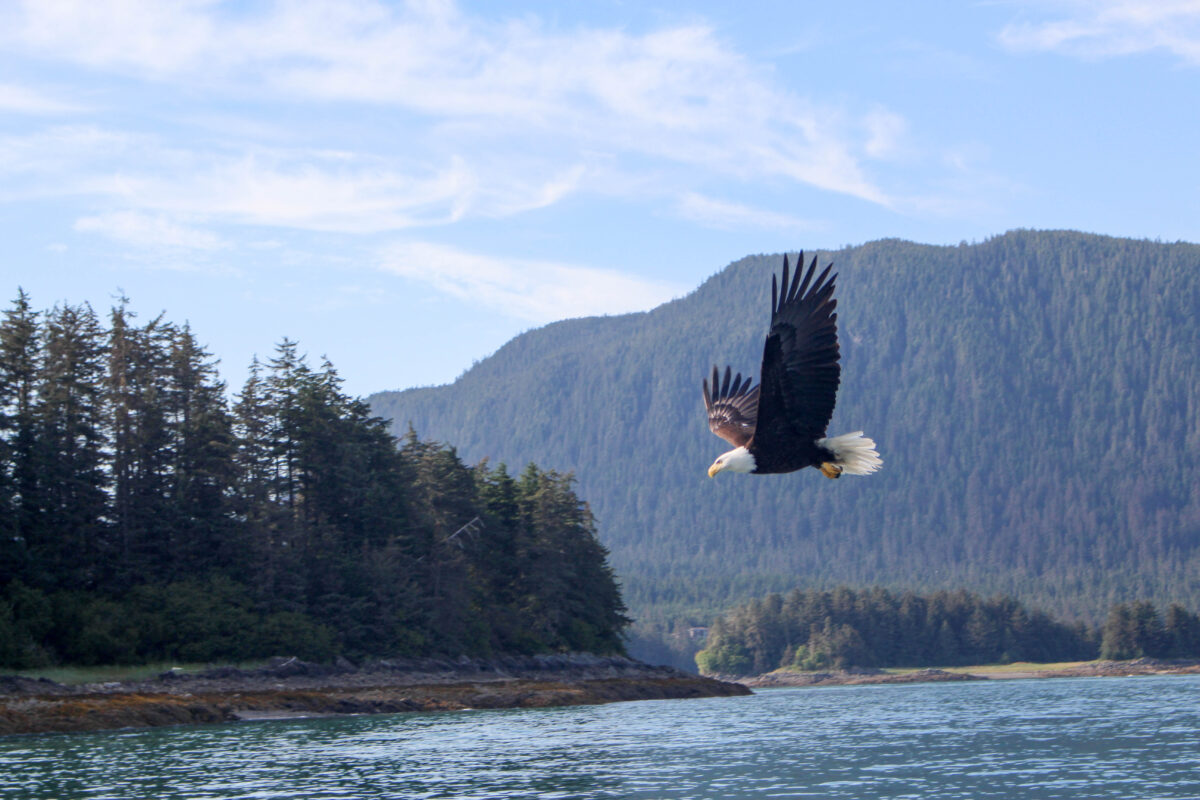 A bald eagle soars above the water near the forested shores of Alaska, showcasing the state’s abundant wildlife.