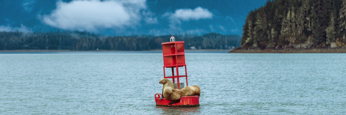 Two sea lions resting on a red buoy in Auke Bay, a fun sight for visitors enjoying family activities in Juneau like wildlife cruises and boat tours.