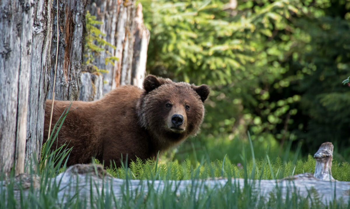 A brown bear emerging from behind a tree in an Alaskan forest, surrounded by lush green grass and tall trees.