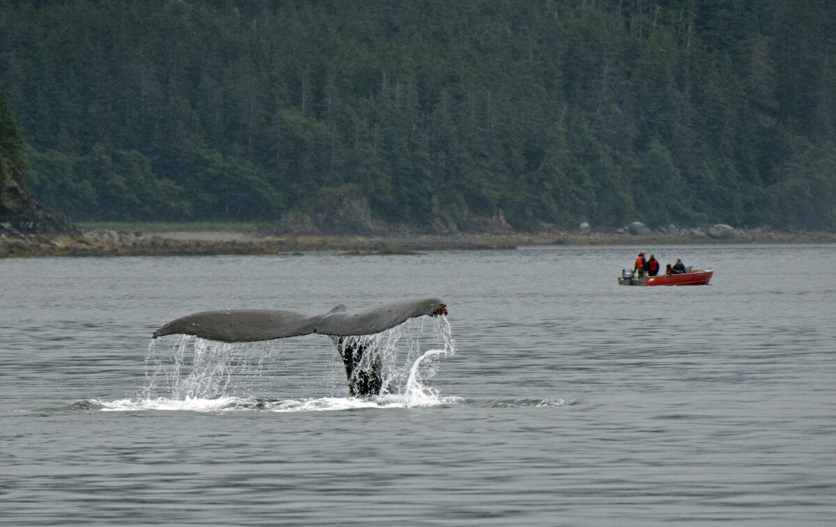 A humpback whale’s tail emerges from the water as it dives, with small boats in the background and a forested Alaskan coastline.