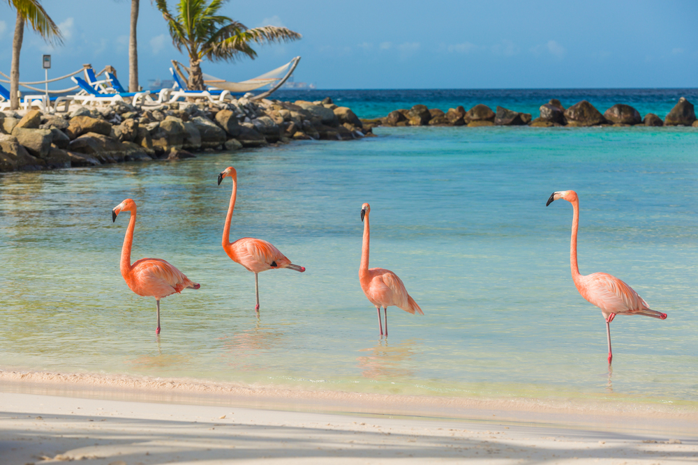 Four pink flamingos standing in shallow turquoise water at Flamingo Beach on Renaissance Private Island in Aruba.
