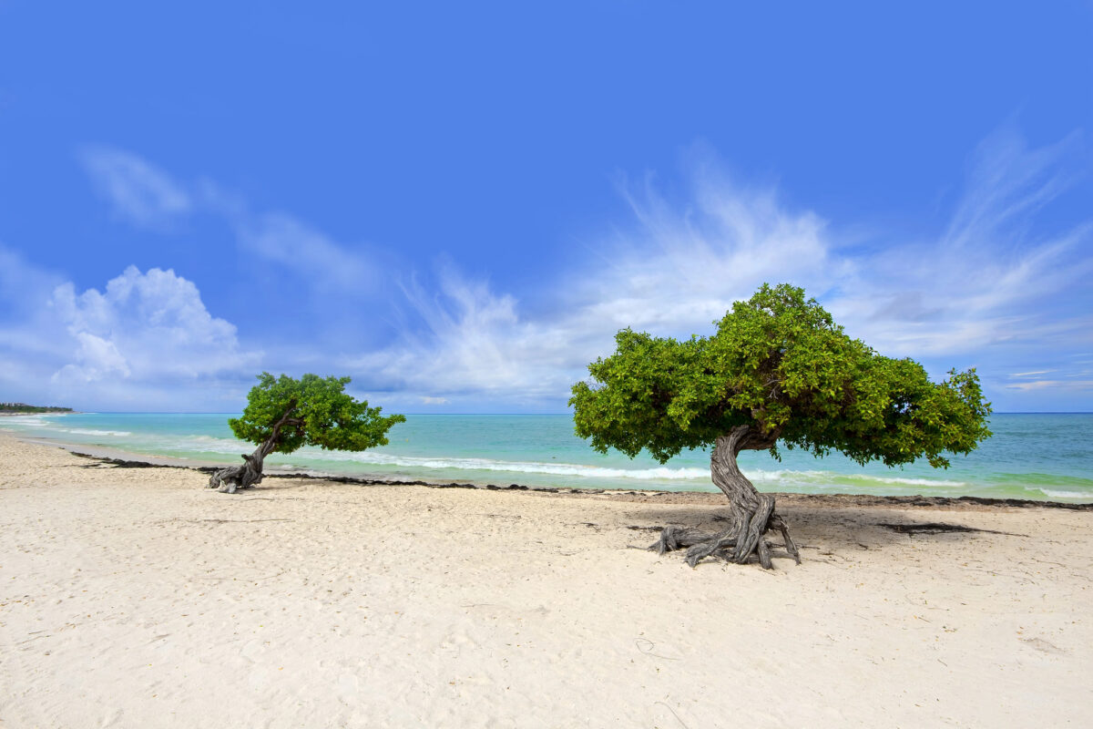 Two divi-divi trees leaning westward on a white sand beach in Aruba with turquoise water and a bright blue sky in the background.