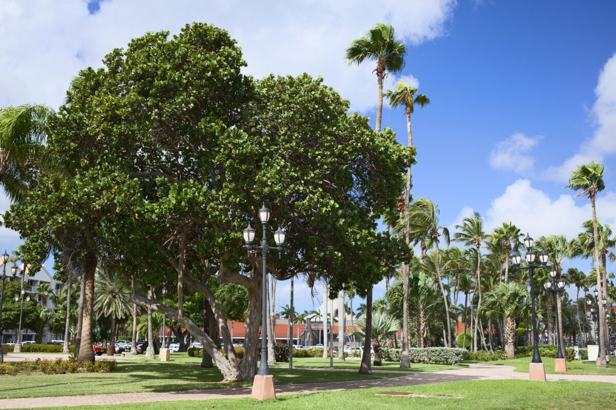 A sunny day in Wilhelmina Park featuring mature tropical trees, manicured lawns, and a paved walking path in downtown Aruba.