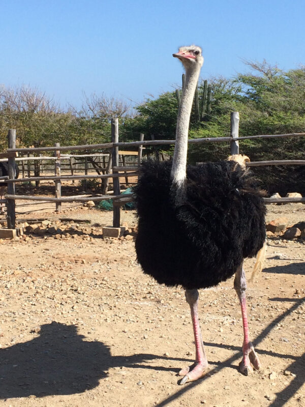 A large ostrich standing upright on a sandy enclosure at the Aruba Ostrich Farm with fencing and dry brush in the background.