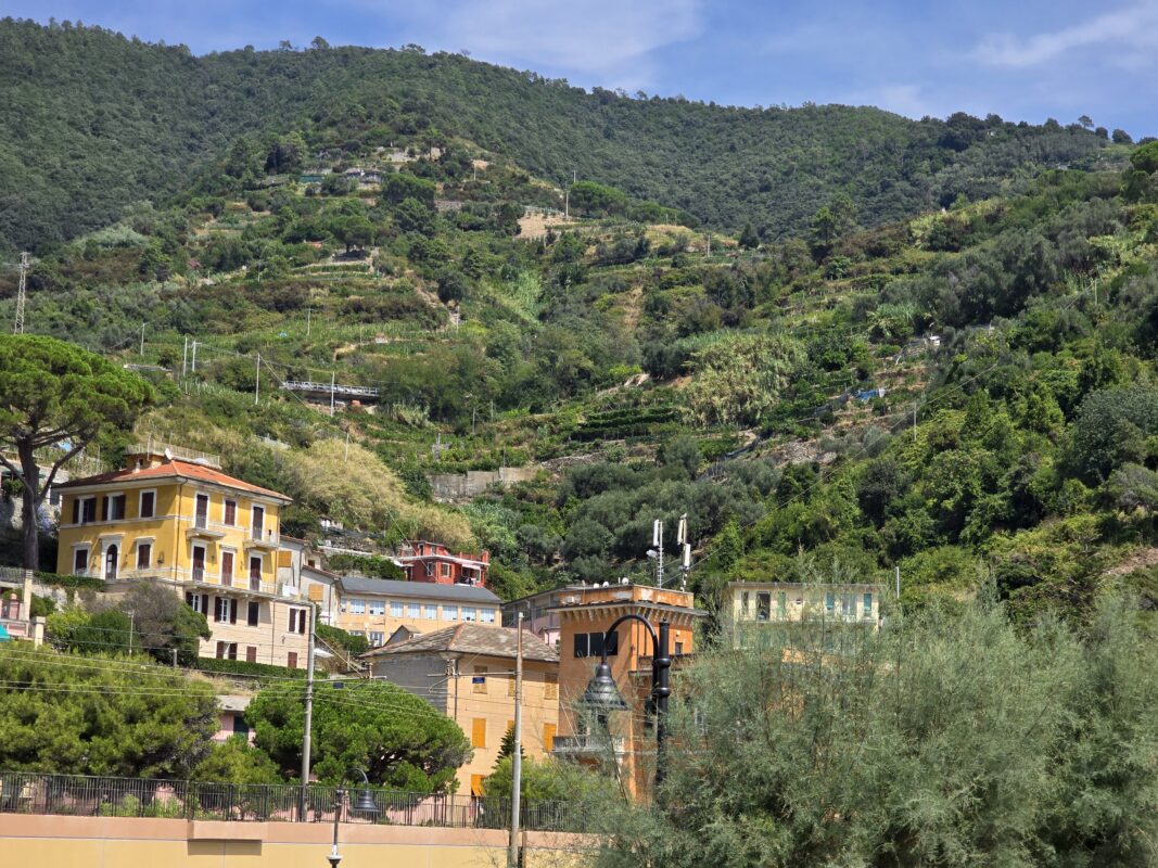 Hillside view of Monterosso with terraced slopes planted with vineyards and olive trees above colorful houses.