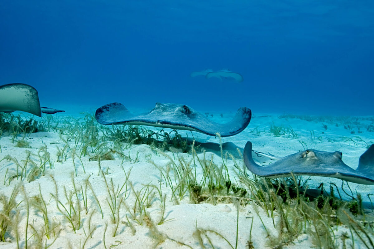 Group of southern stingrays swimming gracefully above seagrass and white sand in the clear blue waters of Grand Cayman.