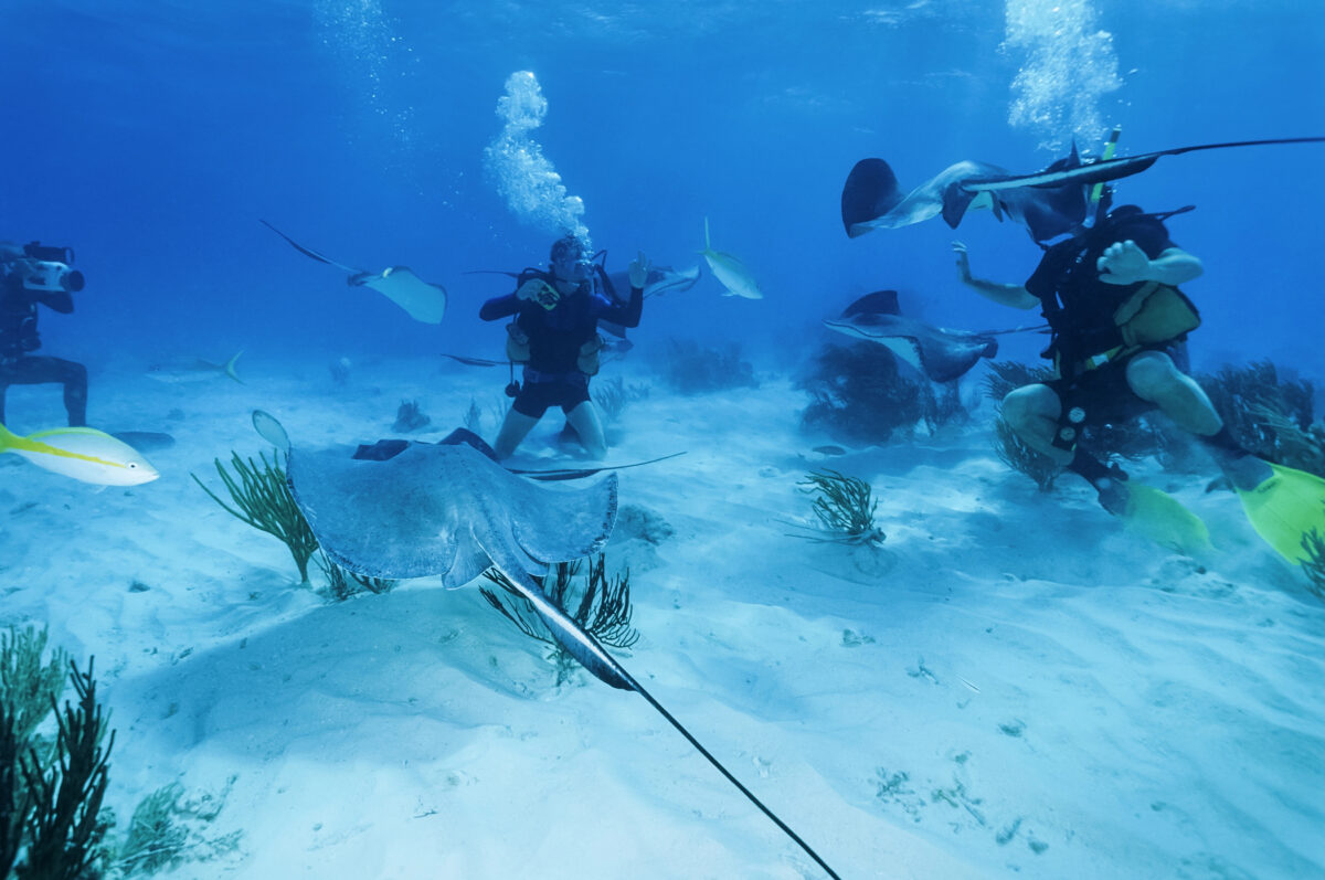 Divers underwater at Stingray City in Grand Cayman surrounded by several large stingrays and tropical fish over a sandy seabed.
