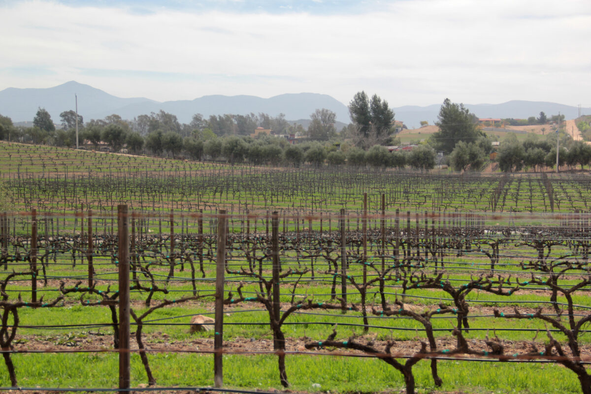 Rows of grapevines stretching across Valle de Guadalupe near Ensenada, Mexico, with mountains and trees in the distance.